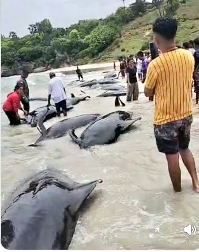 Puluhan Paus Pilot Terdampar di Pantai Mbadokai, Evakuasi Berlangsung Dramatis