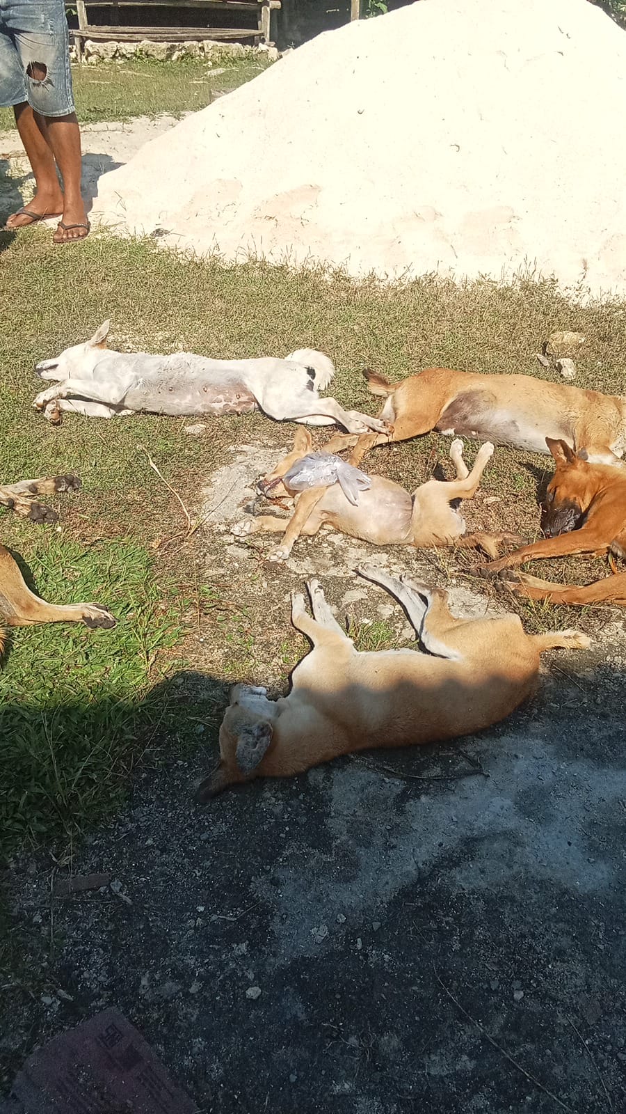 ANJING SATU KAMPUNG TUMBANG, 3 EKOR KERBAU HILANG DI KAMPUNG OBA