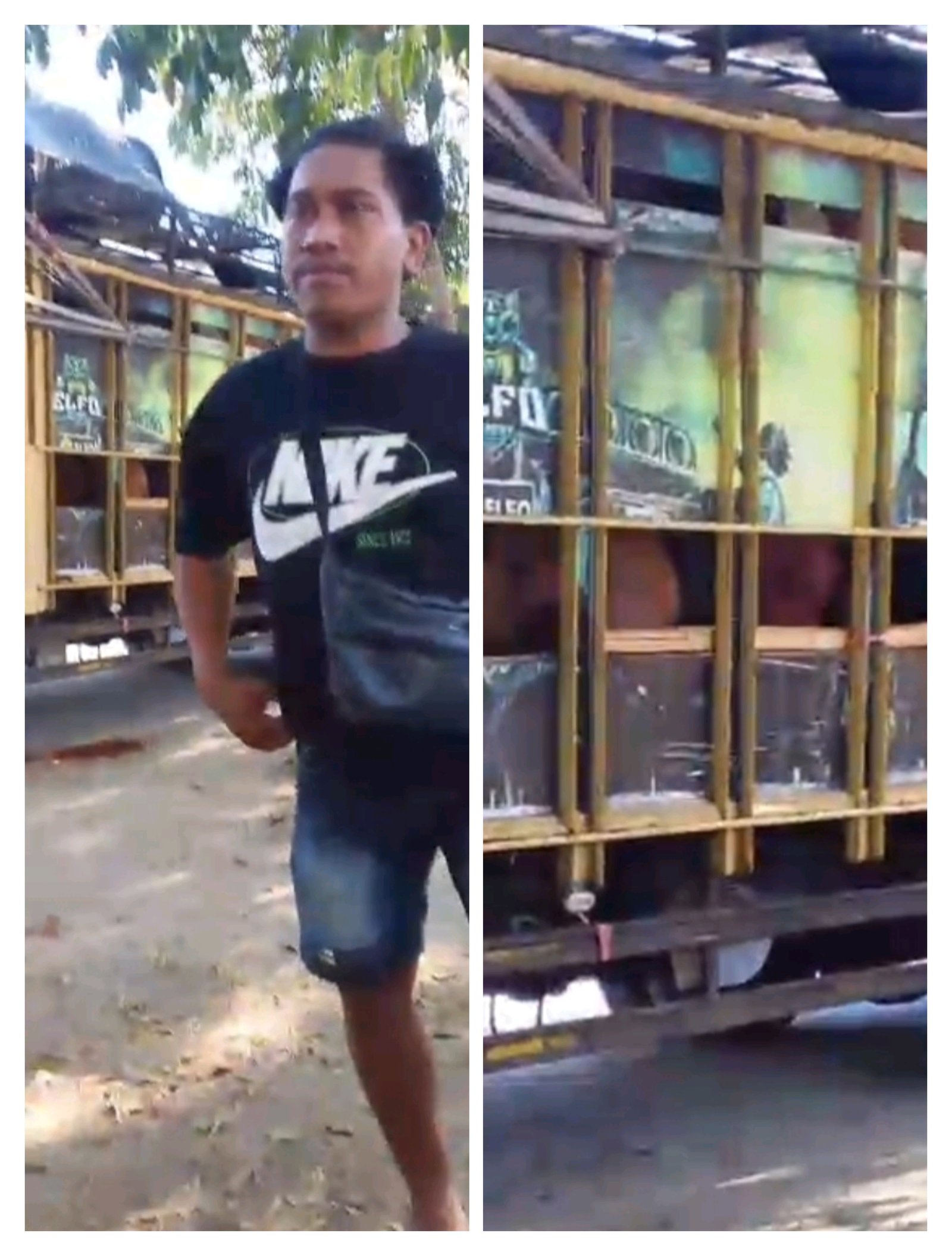 Rekomendasi dari Sumba Timur, Babi Disebut Menuju Sumba Barat Daya: Yohanes Ngongo Pertanyakan Dasar Pemasukannya