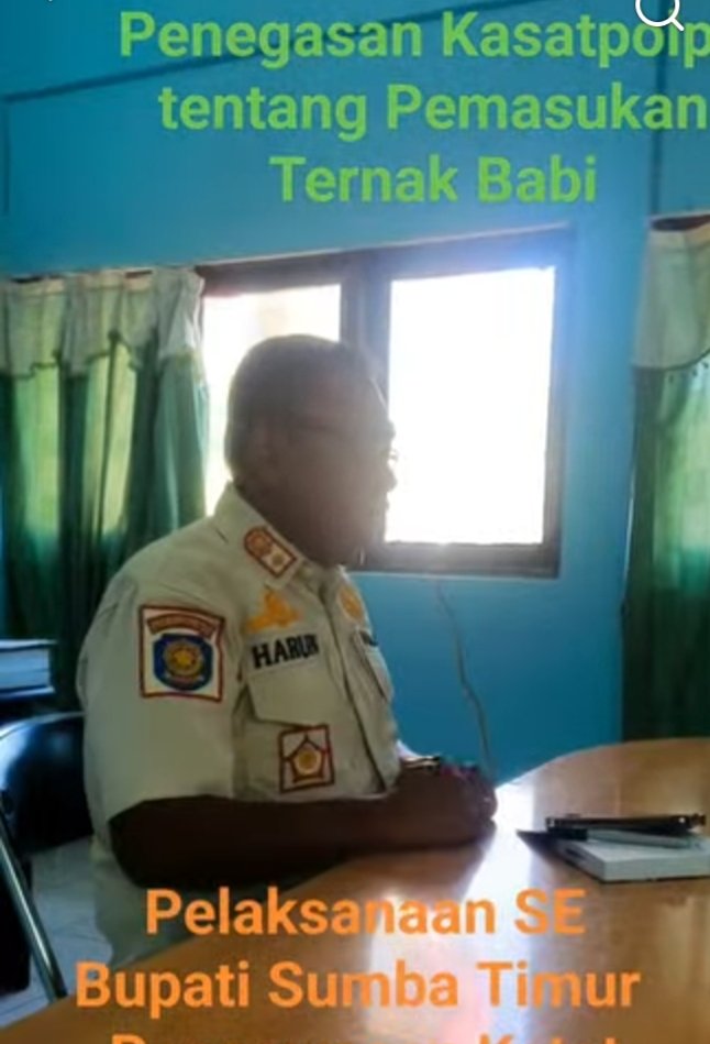 Satpol PP Sumba Timur Tegaskan Pengawasan Ketat Pemasukan dan Transit 120 Ekor Babi