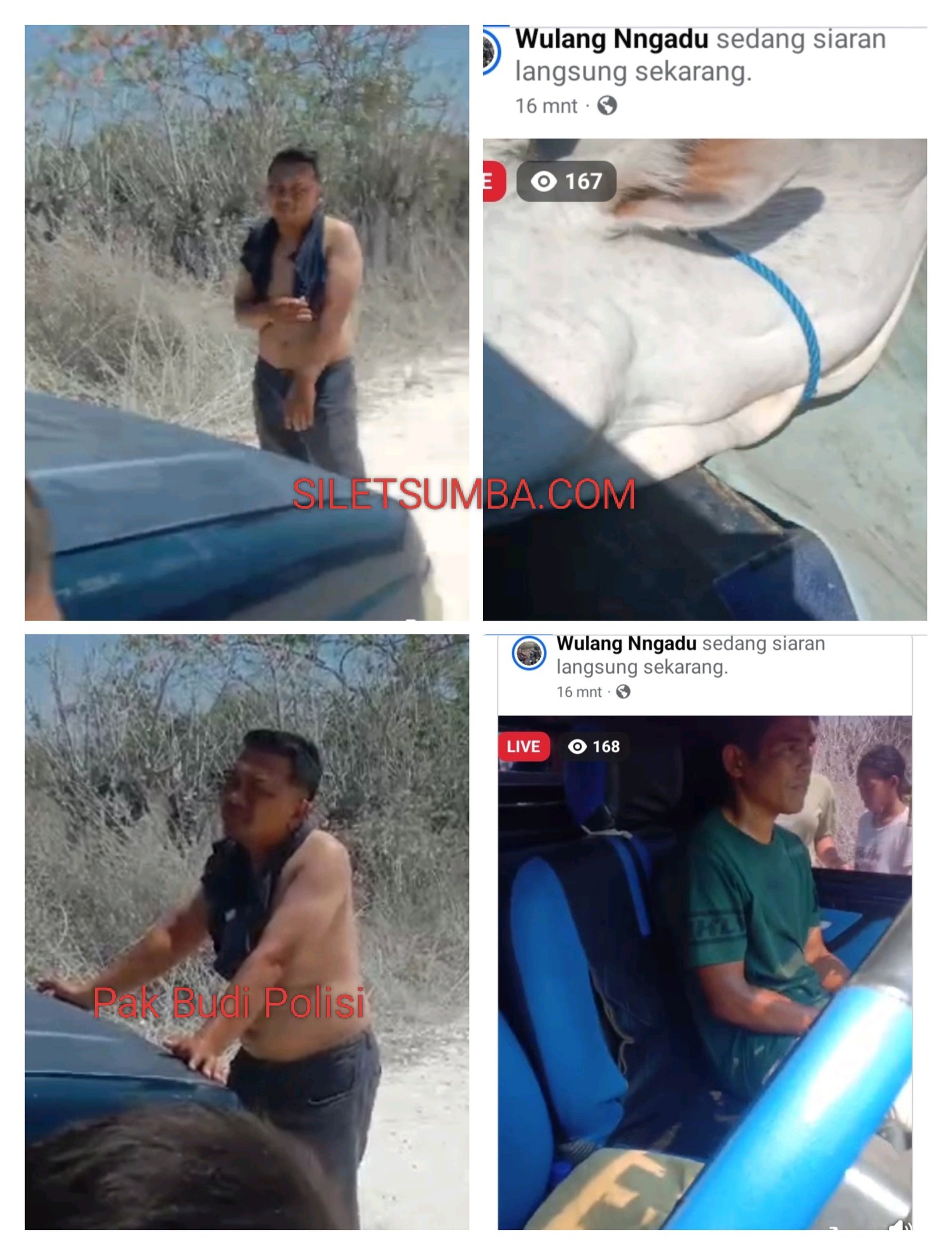 BREAKING NEWS: WARGA PRAIBAKUL TANGKAP TERDUGA PELAKU PENCURIAN SAPI, PICK UP DIAMANKAN KE POS POLISI